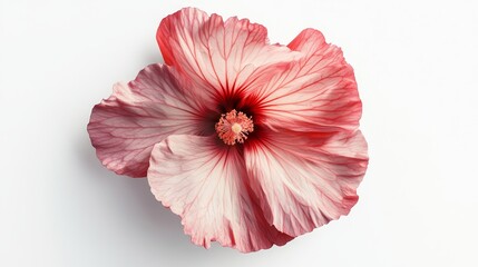 Elegant red and white hibiscus flower on white background