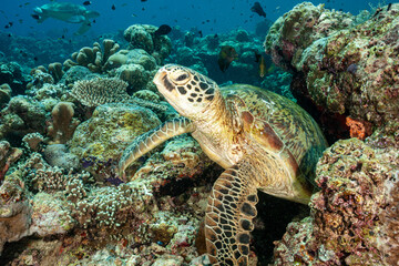 Malaysia, Sabah, Sipadan, Green Sea Turtle (Chelonia mydas)