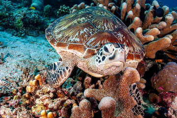 Malaysia, Sabah, Sipadan, Green Sea Turtle (Chelonia mydas)