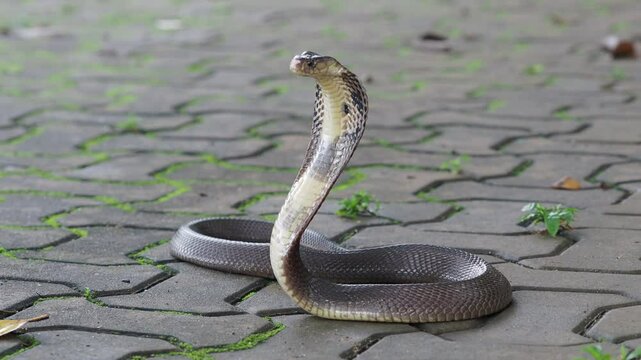 Cobra, deadly serpent living in nature