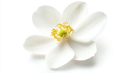 Obraz premium Delicate white flower with yellow center on clean background