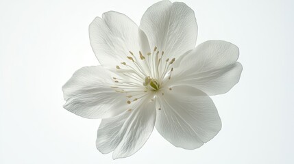 Delicate white flower in full bloom on soft background