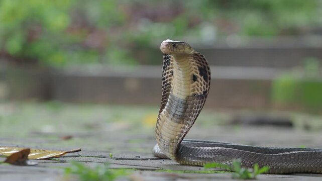 Cobra, deadly serpent living in nature