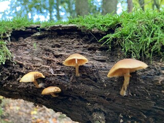 Pilze wachsen an umgefallenen Baum im Wald, mit Moos in Froschperspektive