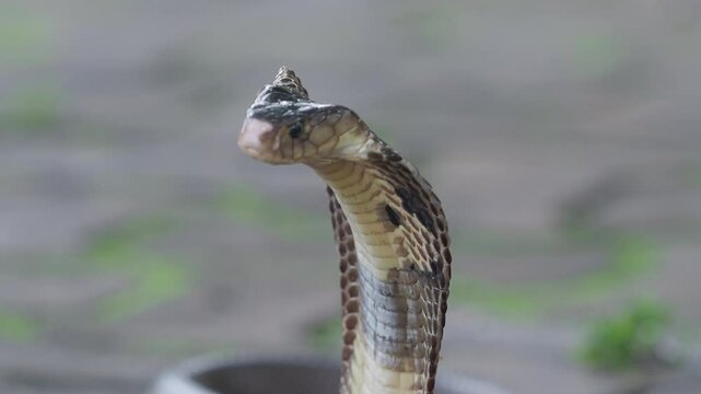 Cobra, deadly serpent living in nature
