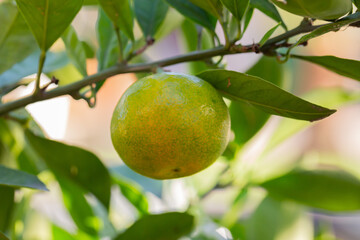 Green sweet mandarins grow on tree. Unripe citrus mandarine on green branch. Mandarin orange tree. Tangerine. Branch with fresh ripe tangerines and leaves image. Selective soft focus.