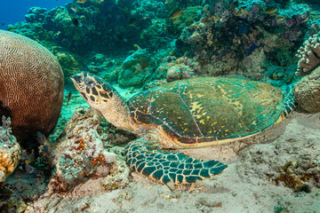 Malaysia, Sabah, Sipadan, Hawksbill Sea Turtle (Eretmochelys imbricata)