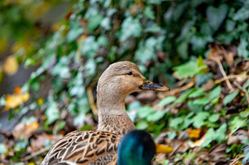 Weibliche Stockente im Porträt