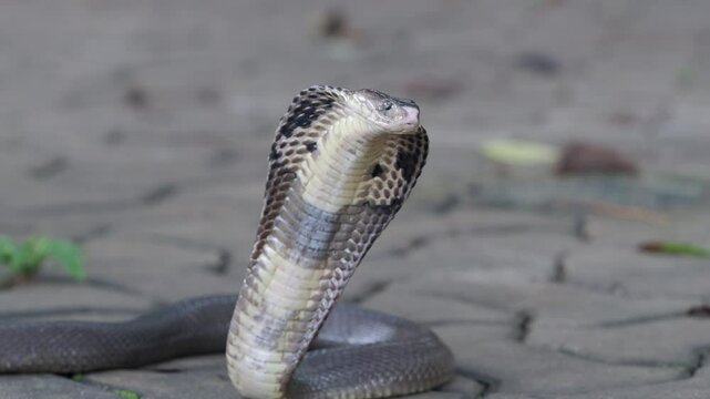 Cobra, deadly serpent living in nature