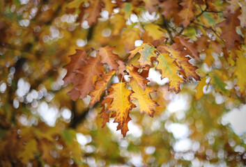 Autumn leaves on the tree