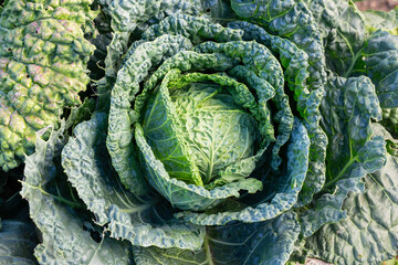 Cabbage in the garden, private farm - green head of cultivated cabbage. French garden vegetables close up