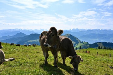 Wunderschöne Panorama-Bergsicht von Rigi Kulm in der Zentral-Schweiz im Sommer mit Kühen und...