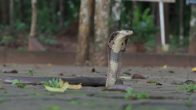 Cobra, deadly serpent living in nature