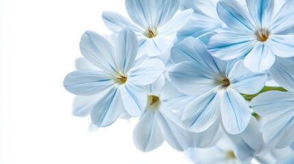 Delicate blue petals on a white background: minimalist floral beauty