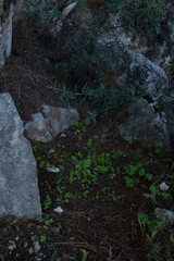 Fototapeta premium Vibras de otoño