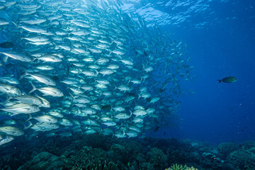 Malaysia, Sabah, Sipadan, Huge school of Bigeye Trevally (Caranx sexfasciatus), Bigeye Jack, Jackfish