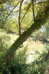 Árbol vestido con planta enredadera