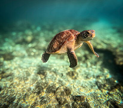 Seaturtles of the Philippines at Apo island!