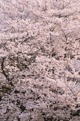 Cherry blossoms shining in the slanting light, spring, Tokyo, Japan / 斜光に輝く桜　春　東京　日本  縦長,