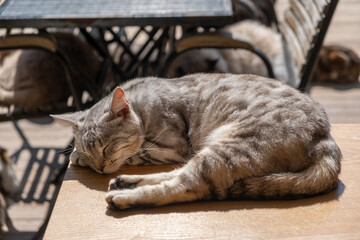 Stray cat lying on the table