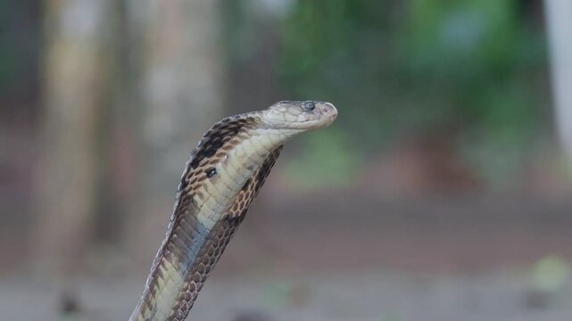 Cobra, deadly serpent living in nature