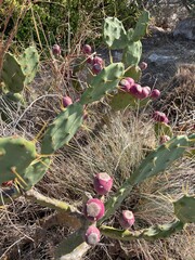 kaktus z czerwonymi owocami  © Piotr