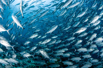 Malaysia, Sabah, Sipadan, Huge school of Bigeye Trevally (Caranx sexfasciatus), Bigeye Jack, Jackfish