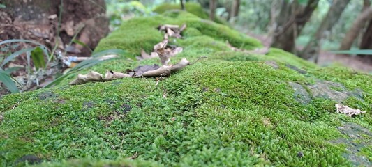 The stone that gathered moss