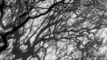 Branches, Shadows, and Sunlight on the Wall - a serene and natural visual. The interplay of branches and shadows cast by sunlight creates a calming atmosphere on the wall.