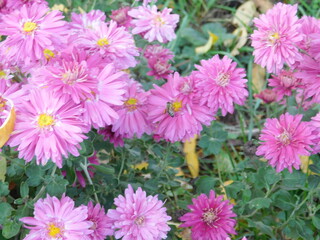 autumn flowers6