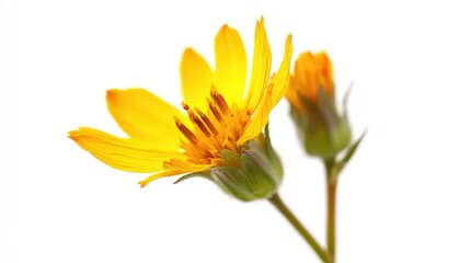 Obraz premium Bright yellow flower blossoms against a clean white background