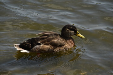 This duck is swimming in the sea in sunny day.