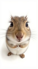 Fototapeta premium Generative AI, close-up of a curious squirrel against white background