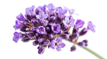 Obraz premium Close-up of vibrant lavender flowers with delicate purple blossoms on white background