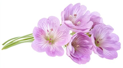 Obraz premium Delicate pink flowers with detailed petals and green stems on white background