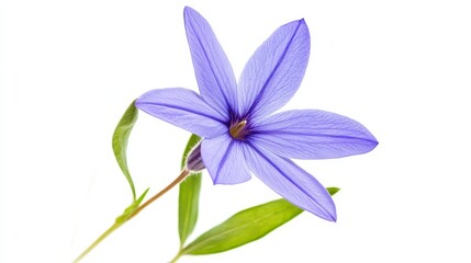 Delicate blue periwinkle flower with green leaves on white background