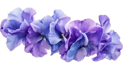 Vibrant purple petunias: close-up of delicate blossoms in full bloom