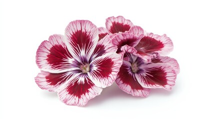 Close-up of vibrant red and white geranium flowers on white background