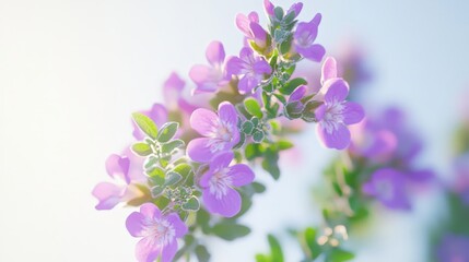 Fototapeta premium Delicate purple flowers in soft sunlight with gentle green leaves