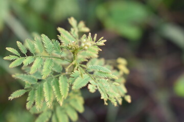 The foliage of the Mimosa pudica plant with warm morning light. Fresh green foliage