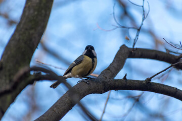 parus major on a branch