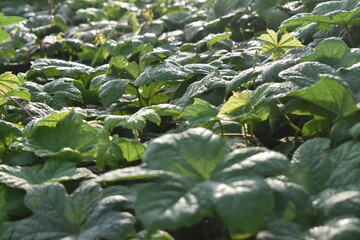 Foliage from the wild plant Cheeseweed or Malva Neglecta with warm morning light. Fresh green foliage