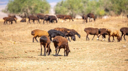 Rams and lambs graze in a meadow. Cattle grazing. A flock of rams walks across an autumn field in...
