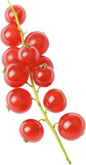 red currant berries isolated