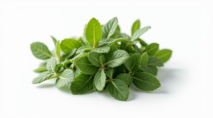 Fresh oregano sprigs on white background, showcasing vibrant green leaves and aromatic essence