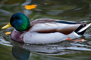 Nahaufnahme eines männlichen Stockentenerpels auf dem Wasser