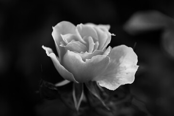 Rosenblüte schwarz weiß monochrom romantisch mittig Platz für Text