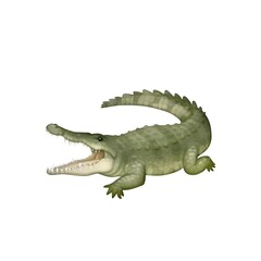 Crocodile
