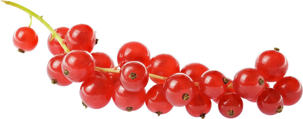 red currant berries isolated