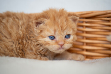 Selkirk Rex Kitten in Körbchen